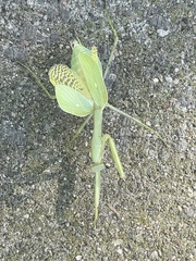 Stagmomantis