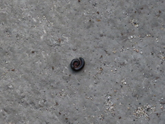 Ommatoiulus moreleti