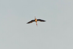 Mycteria leucocephala