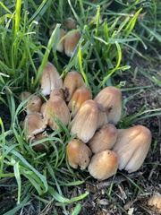 Micacei