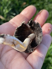 Micacei