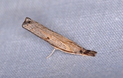 Fissicrambus mutabilis