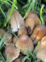 Micacei