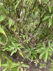 Croton flavens