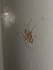 Cithaeron praedonius