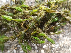 Chara globularis