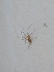 Cithaeron praedonius