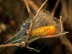 Egybolis vaillantina