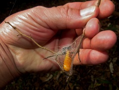 Egybolis vaillantina