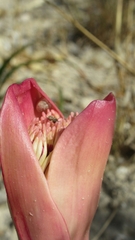 Boophone haemanthoides