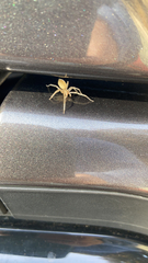 Cheiracanthium mildei