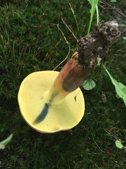 Lanmaoa pseudosensibilis