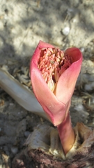 Boophone haemanthoides