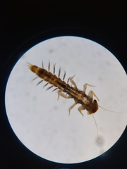 Leptophlebiidae
