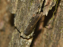 Chionodes discoocellella