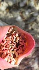 Boophone haemanthoides