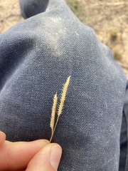 Bouteloua barbata barbata