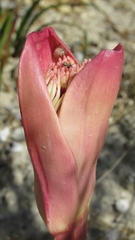 Boophone haemanthoides