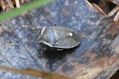 Chlorochroa pinicola