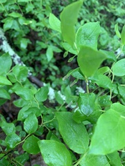 Vaccinium erythrocarpum