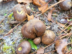 Rhizopogon