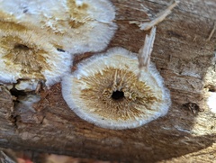 Coniophora puteana