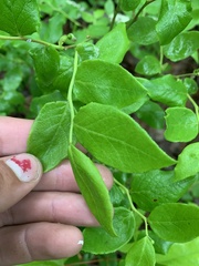 Vaccinium erythrocarpum
