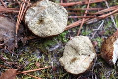 Rhizopogon
