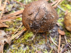 Rhizopogon