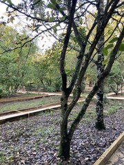 Magnolia × soulangeana