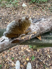 Agaricomycotina