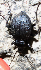 Sphaeroderus schaumii