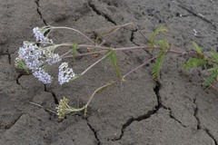 Achillea asiatica