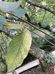 Magnolia × soulangeana