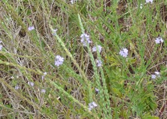 Verbena xutha