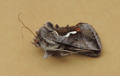 Macdunnoughia confusa