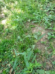 Pfaffia glomerata