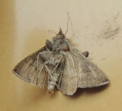 Macdunnoughia confusa