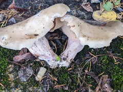 Lepista personata