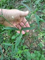 Pfaffia glomerata