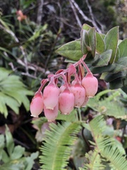 Ericaceae