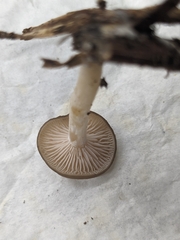 Clitocybe deceptiva