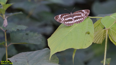Neptis pryeri