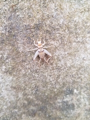 Gryllodes sigillatus