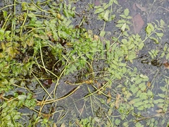 Berula erecta