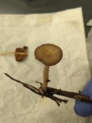 Clitocybe deceptiva