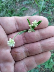 Pfaffia glomerata