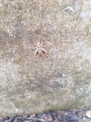 Gryllodes sigillatus