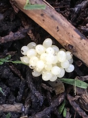 Forficula auricularia
