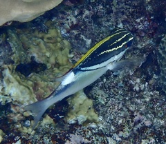 Scolopsis bilineata
